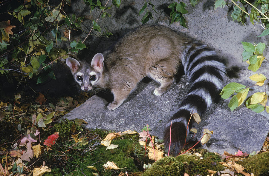  Ringtail Cat  Photograph by Phil A Dotson