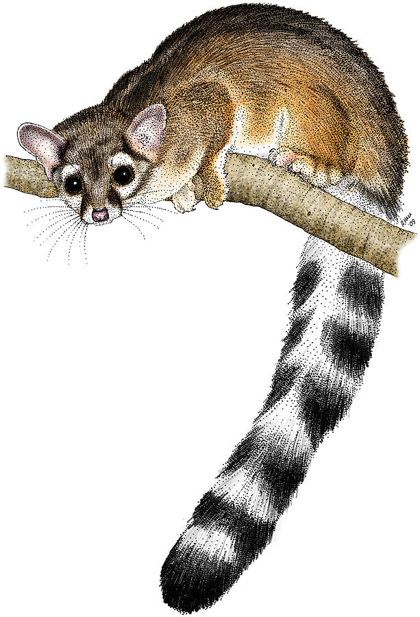 Ringtail Cat Photograph by Roger Hall