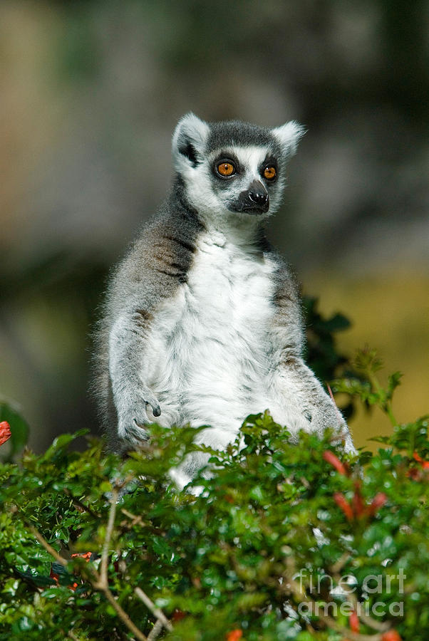 Ringtailed Lemur Lemur Catta Photograph by Mark Newman