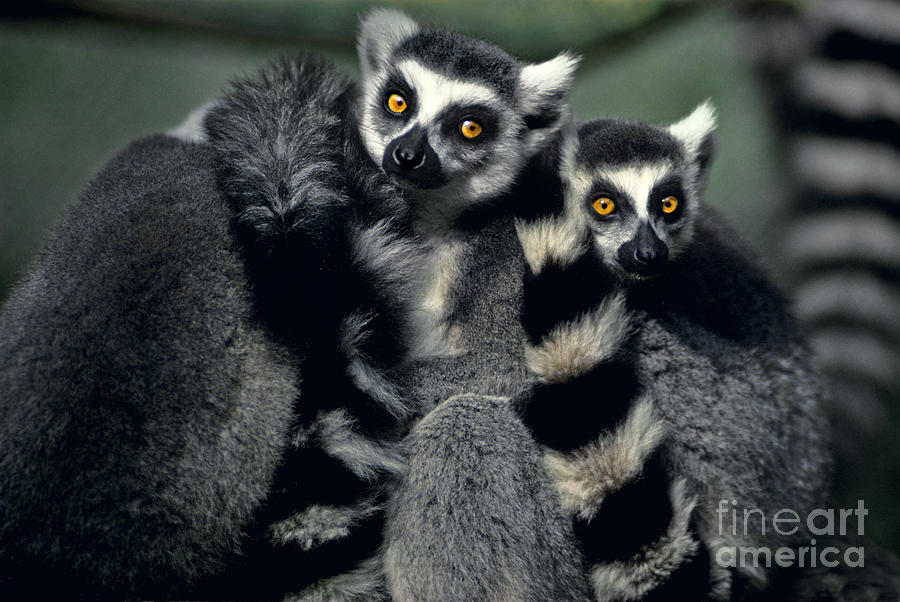 Wildlife Photograph - Ringtailed Lemurs Portrait Endangered Wildlife by Dave Welling