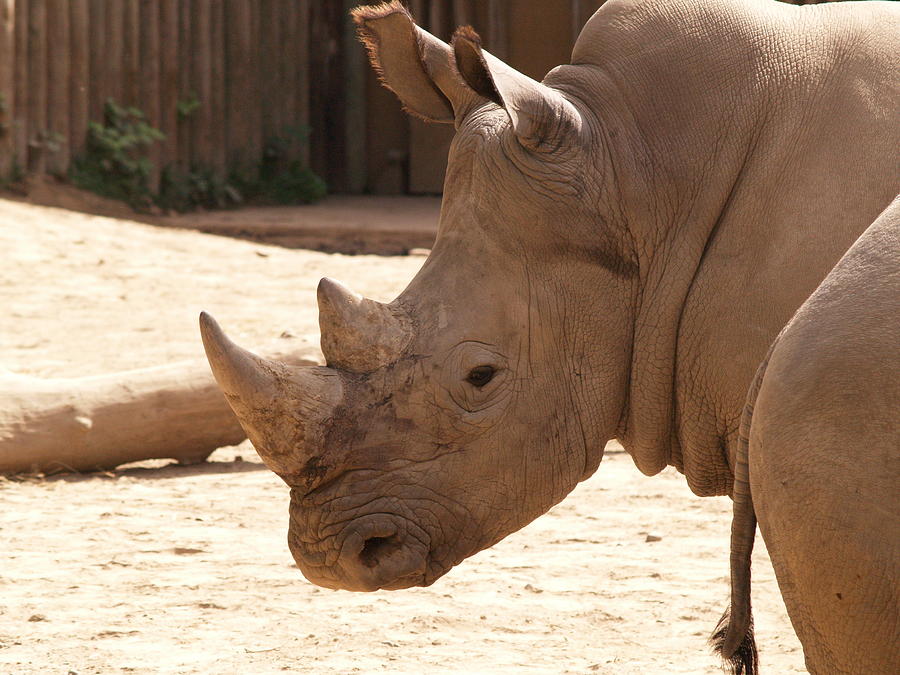 Rino Photograph by Burton Hineline Fine Art America