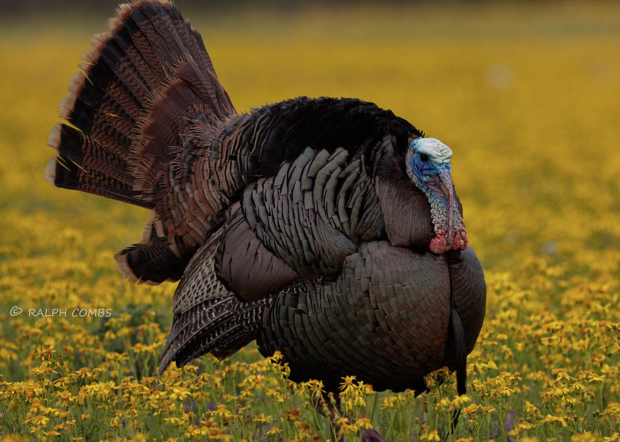 Rio Grande Turkey In Wildflowers Photograph by Ralph Combs