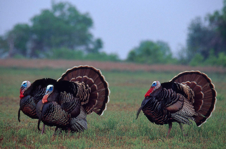 Rio Grande Wild Turkey Toms Photograph by Thomas And Pat Leeson