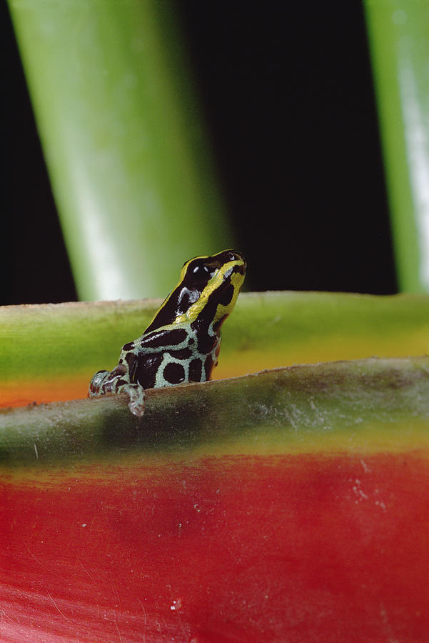 Rio Madeira Poison Frog Amazonia Ecuador Photograph by Mark Moffett