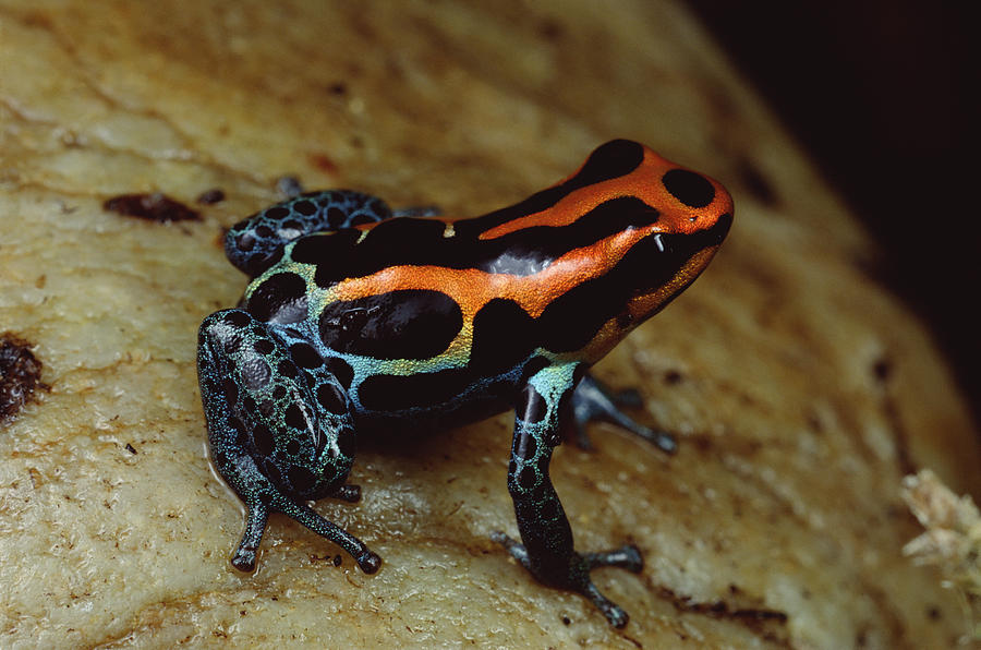 Rio Madeira Poison Frog Peruvian Photograph by Mark Moffett