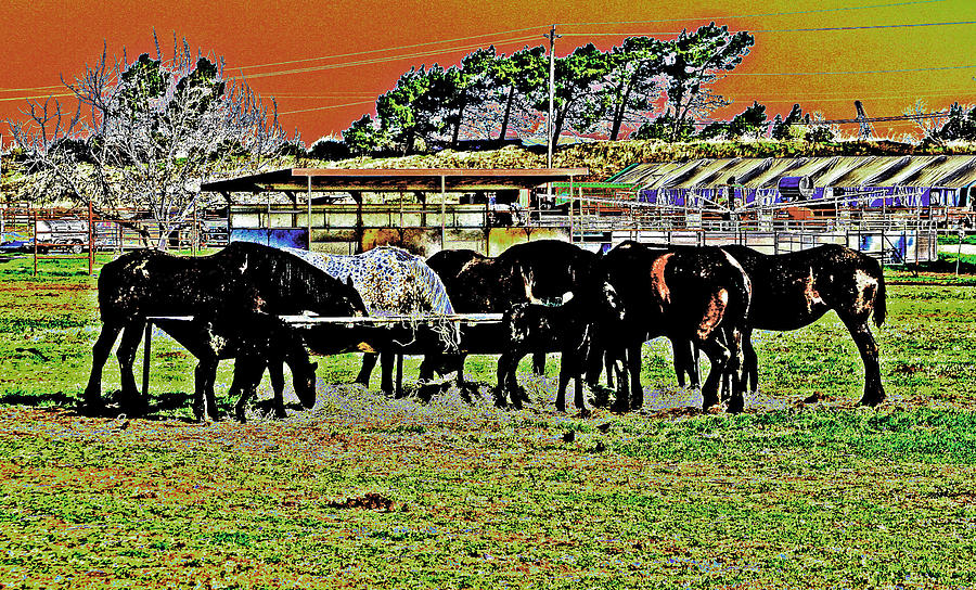 Rio Vista Draft Horses Photograph by Joseph Coulombe