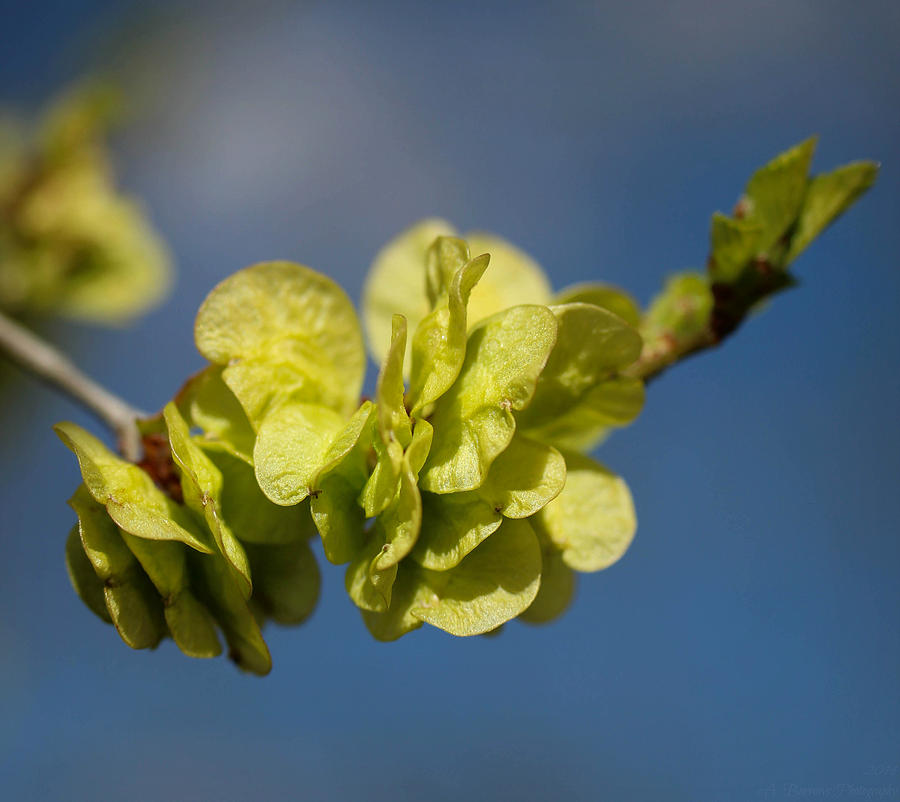Riparian Tree Buds Photograph by Aaron Burrows