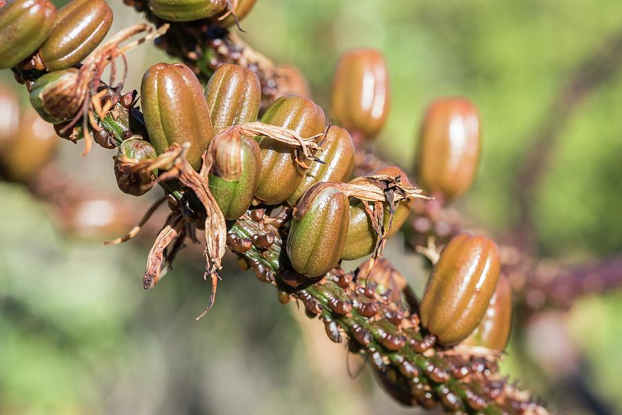 Ripe Aloe Seeds Photograph by Science Photo Library - Fine Art America