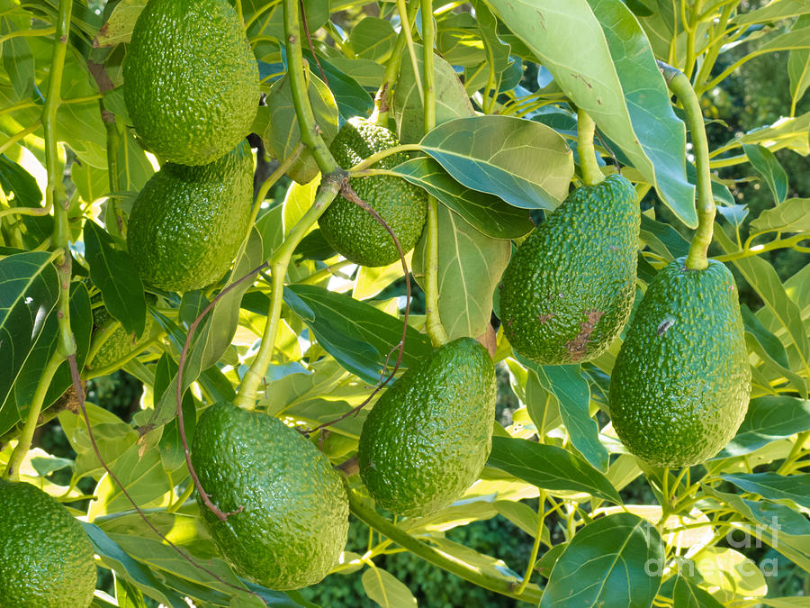 Nature Photograph - Ripe avocado fruits growing on tree as crop by Stephan Pietzko