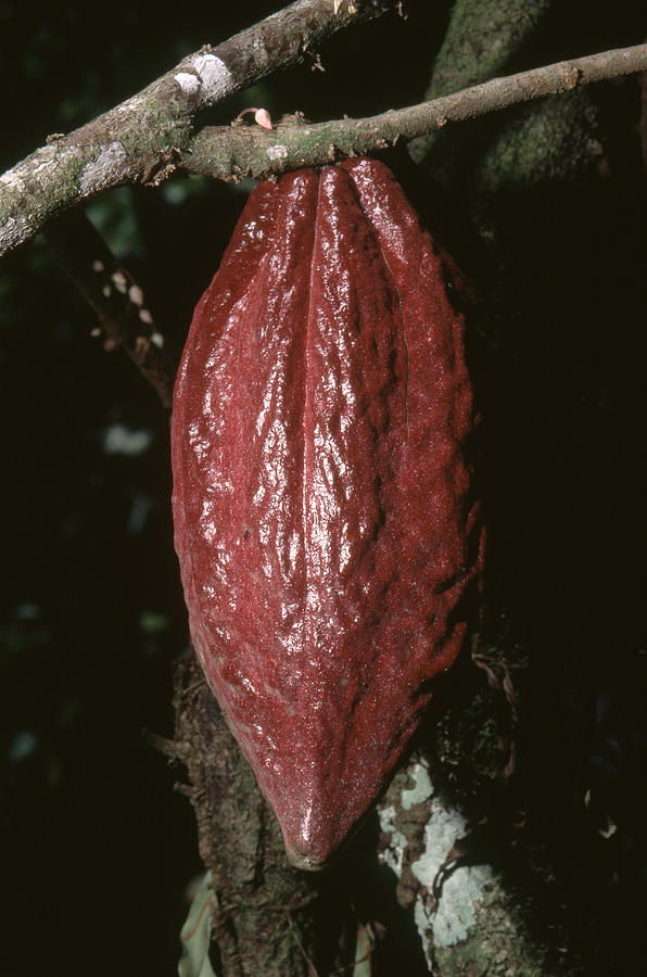 Ripe Cacao Fruit Photograph by Newman & Flowers
