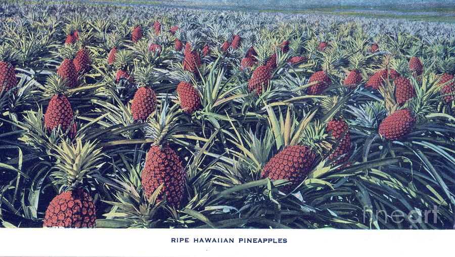 Ripe Hawaiian Pineapples Photograph