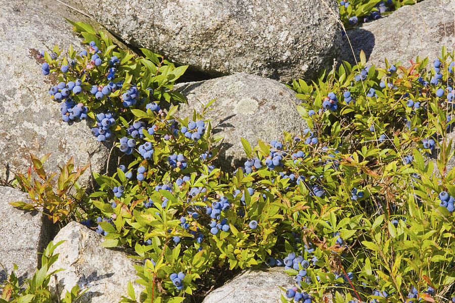 Ripe Maine Low Bush Wild Blueberries Photograph Photograph by Keith Webber Jr