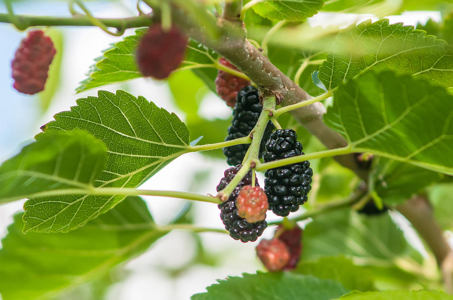 Ripe Mulberry On The Branches Photograph