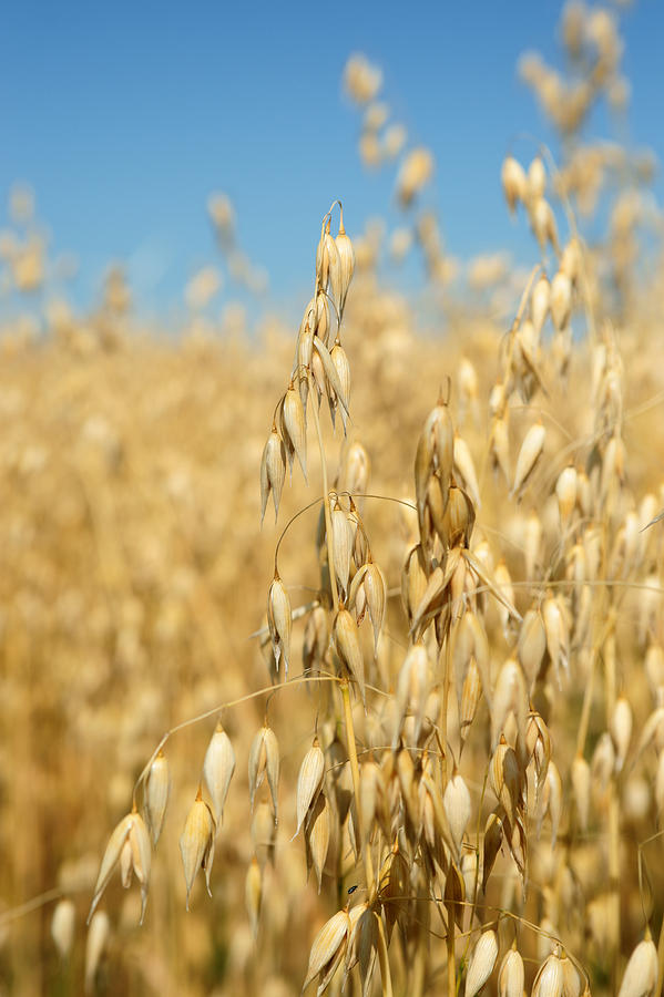 Ripe Oats ready for harvest. Photograph by OliverChilds