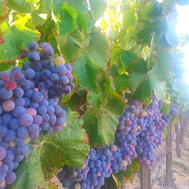 Ripe On The Vine,  Soon To Be Wine Photograph by Jamie Holguin