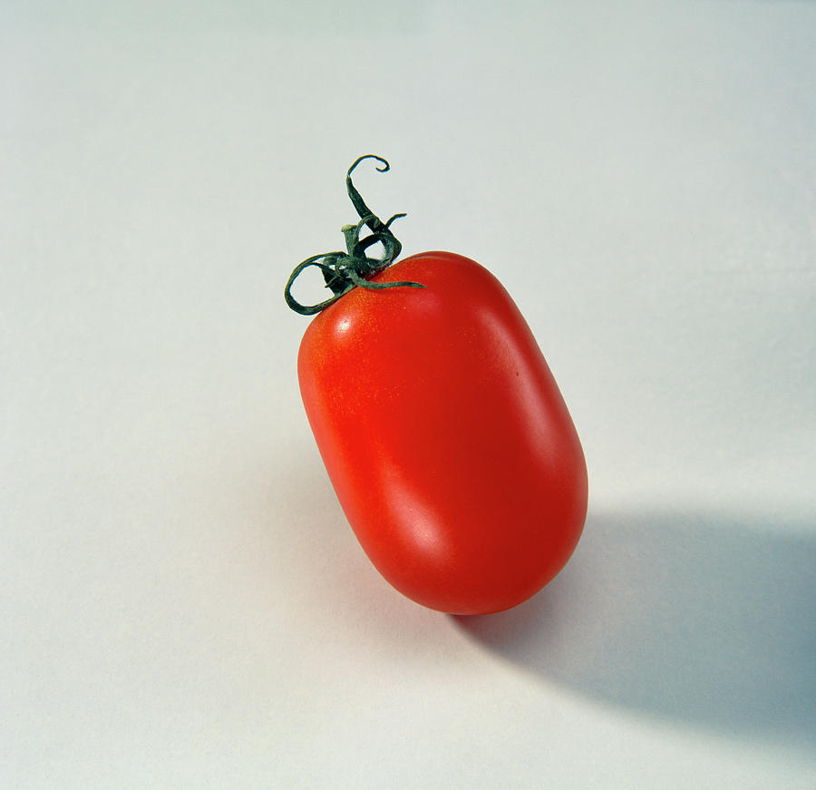 Ripe Plum Tomato Photograph by Sheila Terry/science Photo Library
