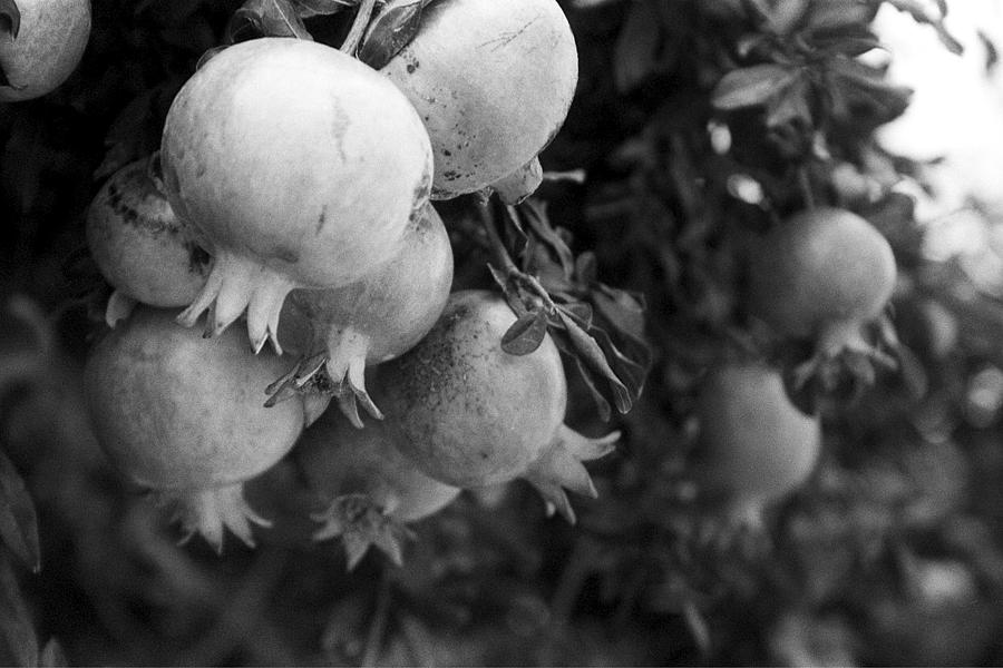 Nature Photograph - Ripe Pomegranates by Magdalena Mirowicz