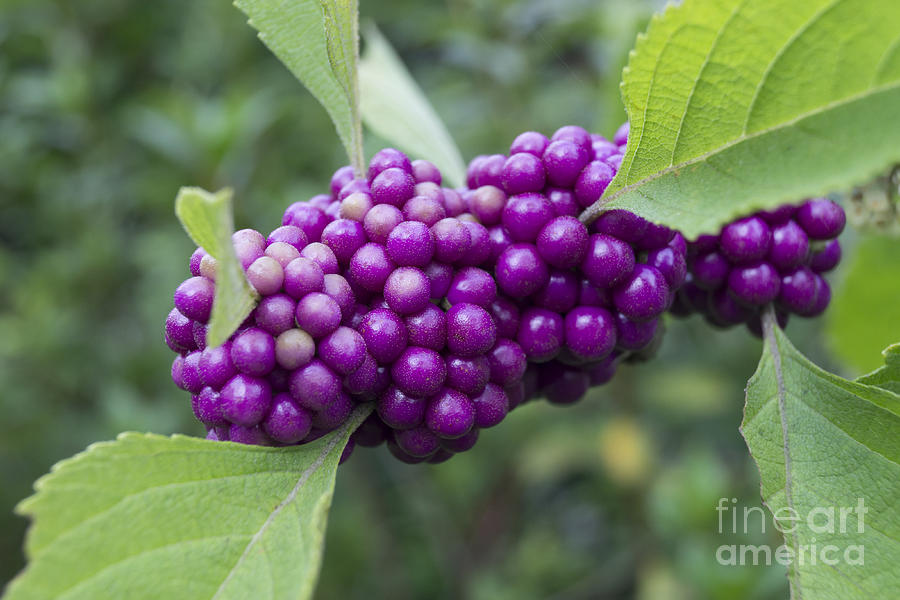 Ripe Purple Beautyberry Cluster Photograph by MM Anderson