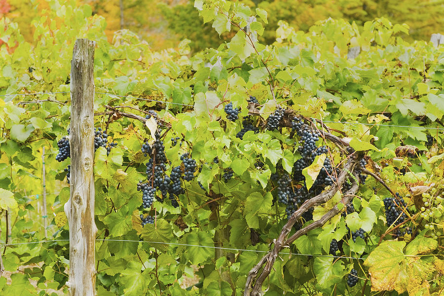 Ripe Purple Grapes On Vine In Maine Photograph by Keith Webber Jr