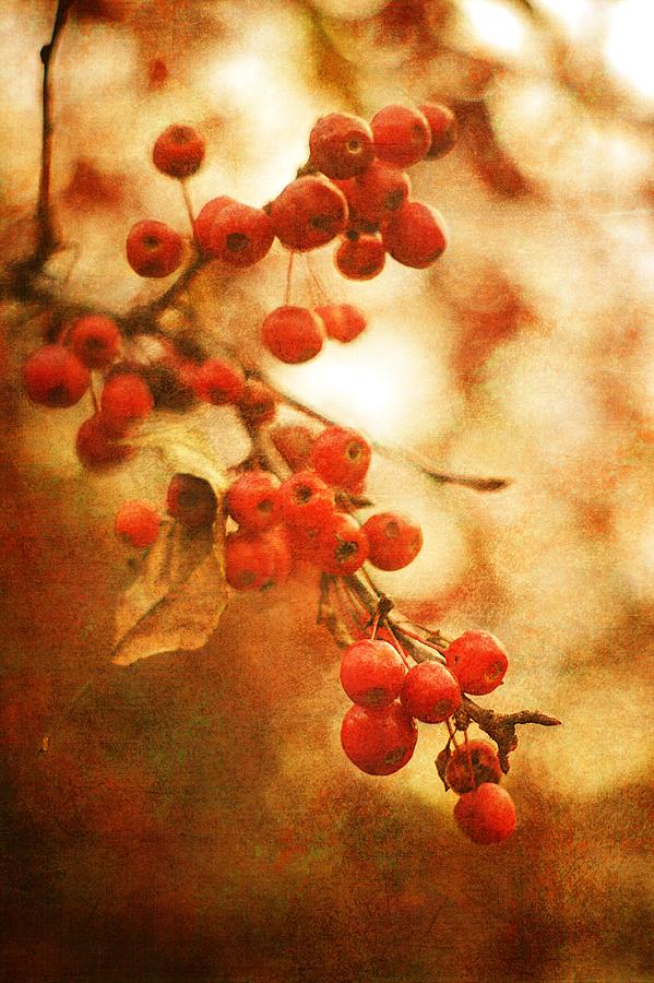 Ripe Red Crab Apples Photograph by Suzanne Powers