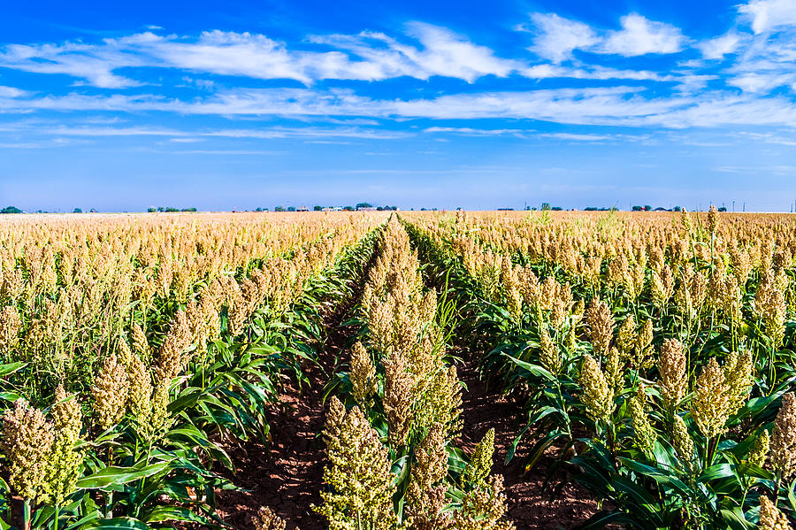Ripe Sorghum Milo Millet Crop Field In Rows Photograph by Dszc