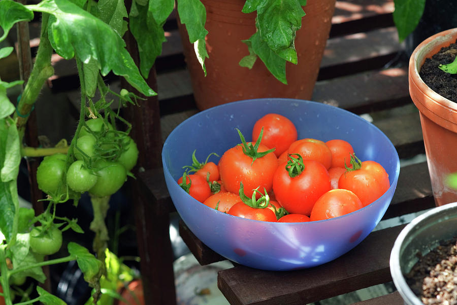 Ripe Tomatoes Photograph by Gustoimages/science Photo Library