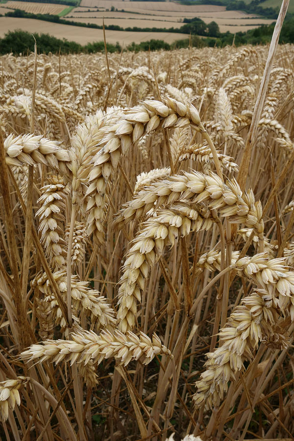 Cereal Photograph - Ripe Wheat Ears by Nigel Cattlin