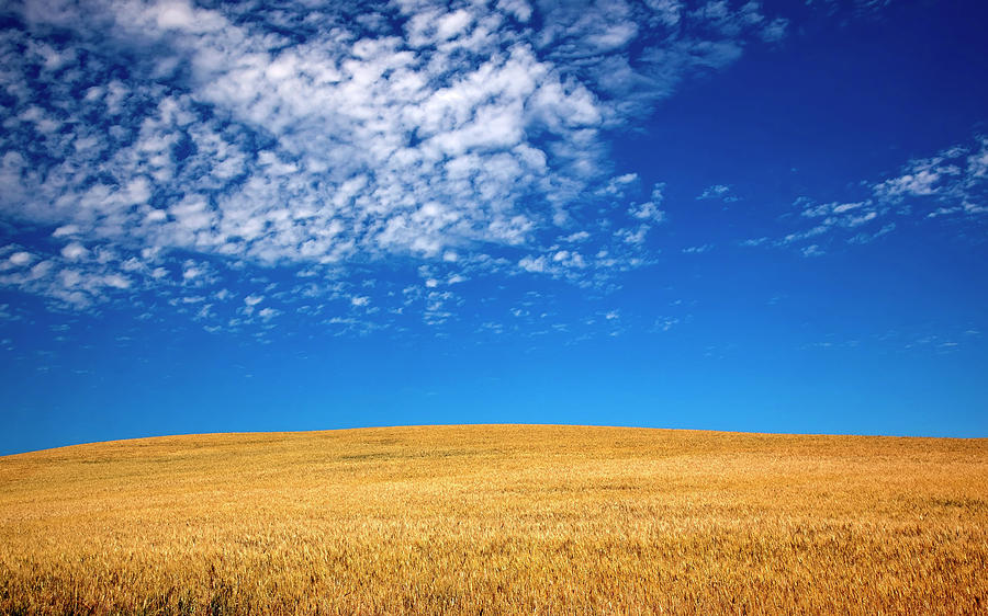 Ripe Wheat Field Ready For Harvest Photograph By William Perry