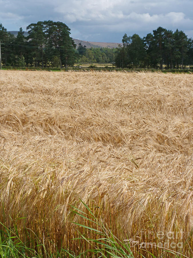 Ripening Barley - Speyside Photograph by Phil Banks