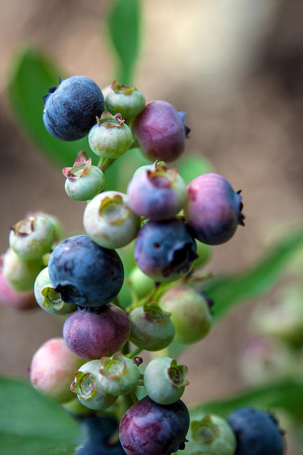 Ripening Blueberries Photograph by John Haldane