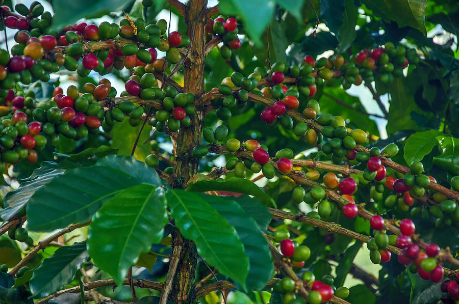 Ripening Coffee Berries Photograph by Jess Kraft
