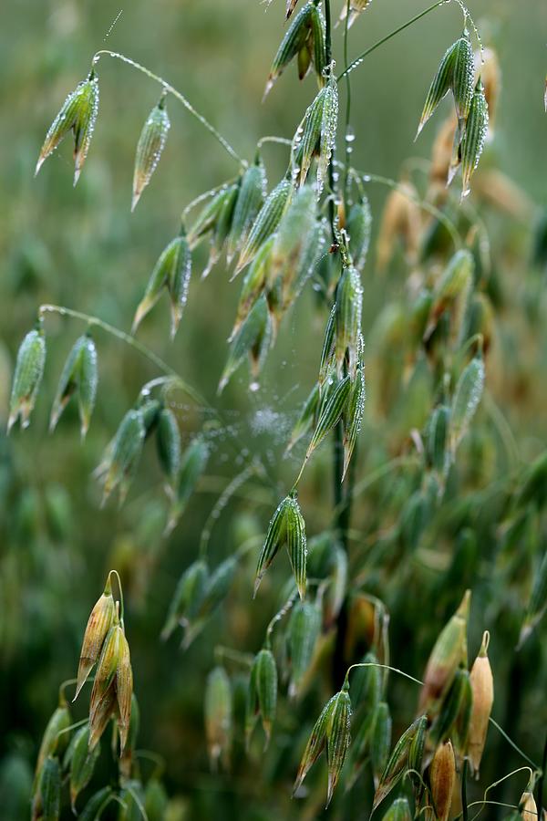 Grain Photograph - Ripening Oats by Shirley Sirois