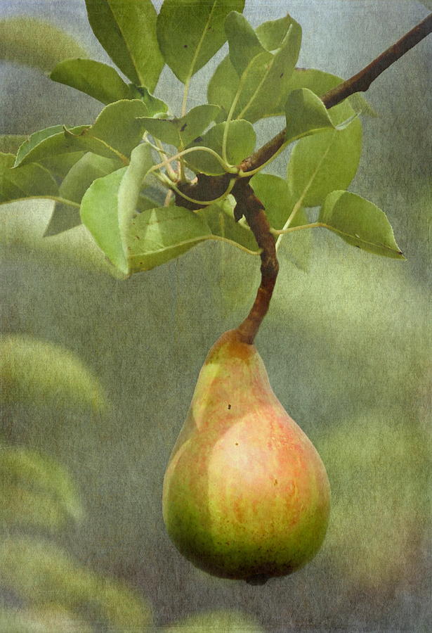 Ripening Pear Photograph by Angie Vogel