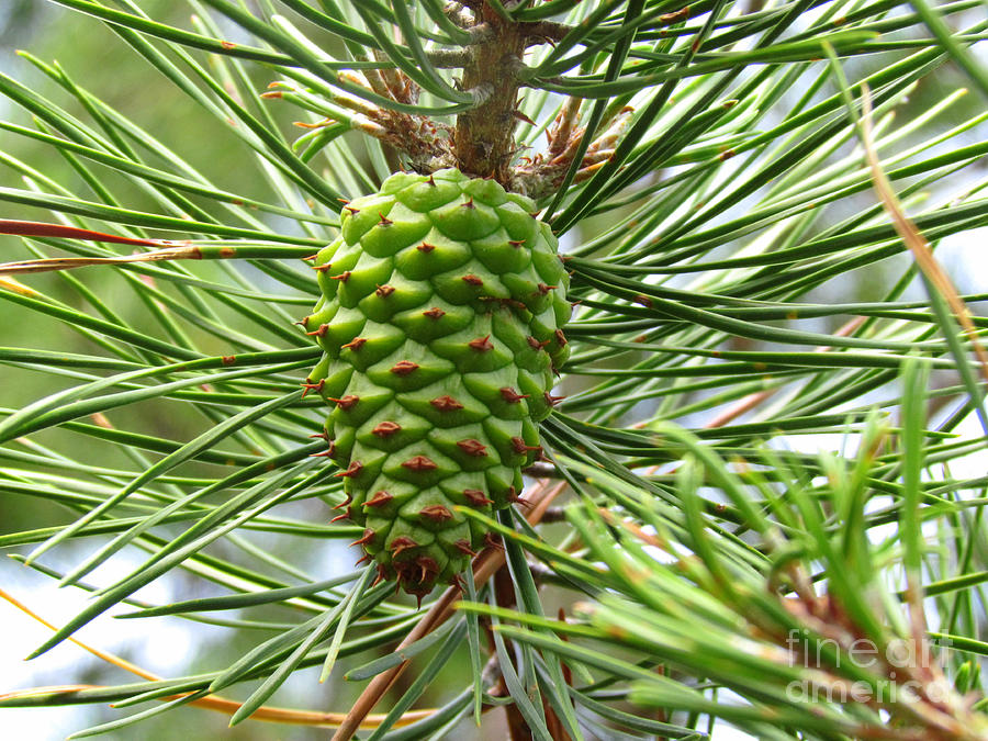 Ripening Pine Cone Photograph by Elizabeth Dow