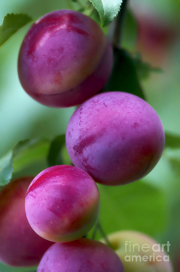 Ripening Plums Photograph by Sharon Talson