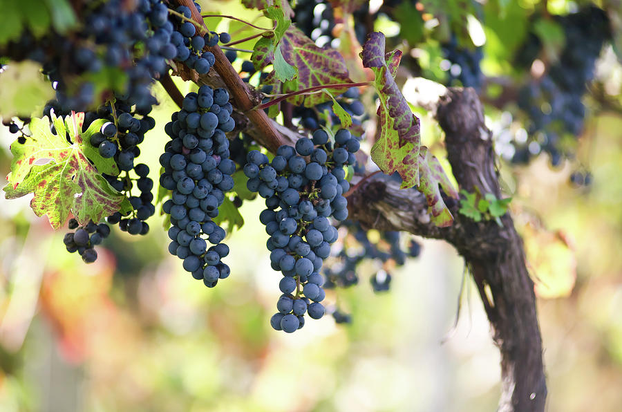 Ripening Red Virginia Wine Grapes Photograph by Karly Pope