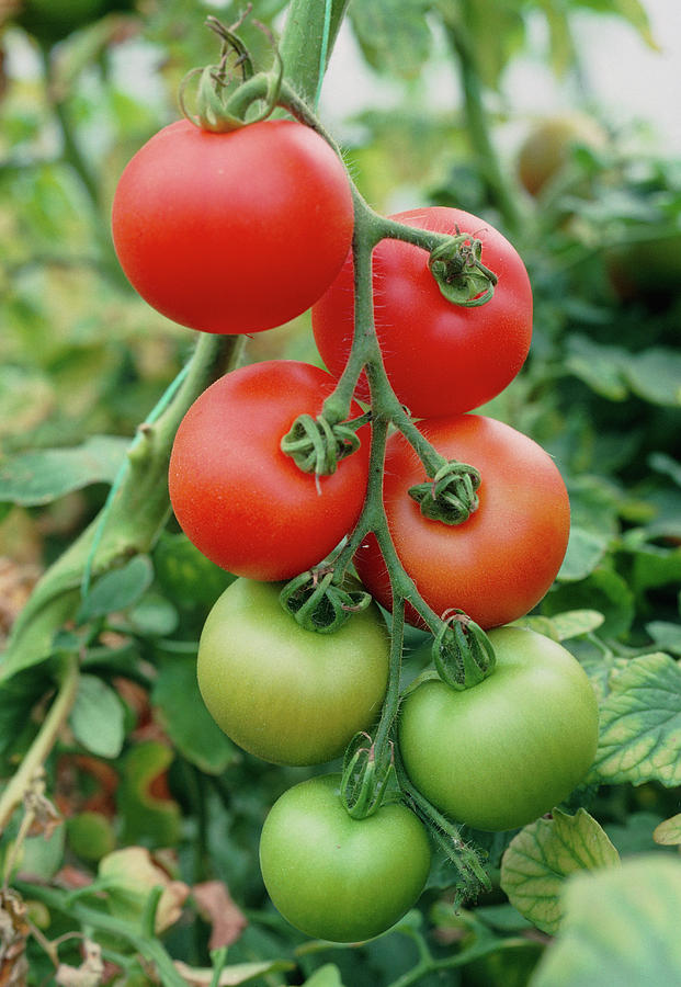 Ripening Tomatoes Photograph by A C Seinet/science Photo Library