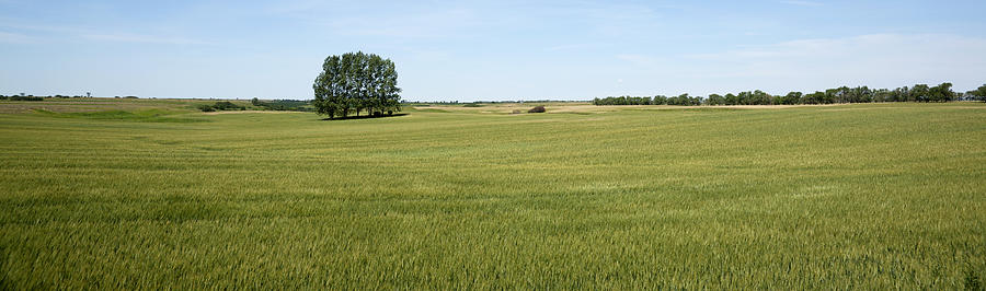 Summer Photograph - Ripening Wheat Field Under Blue Sky by Donald  Erickson