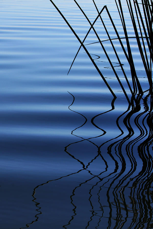 Ripples And Reeds Photograph by Robert Woodward