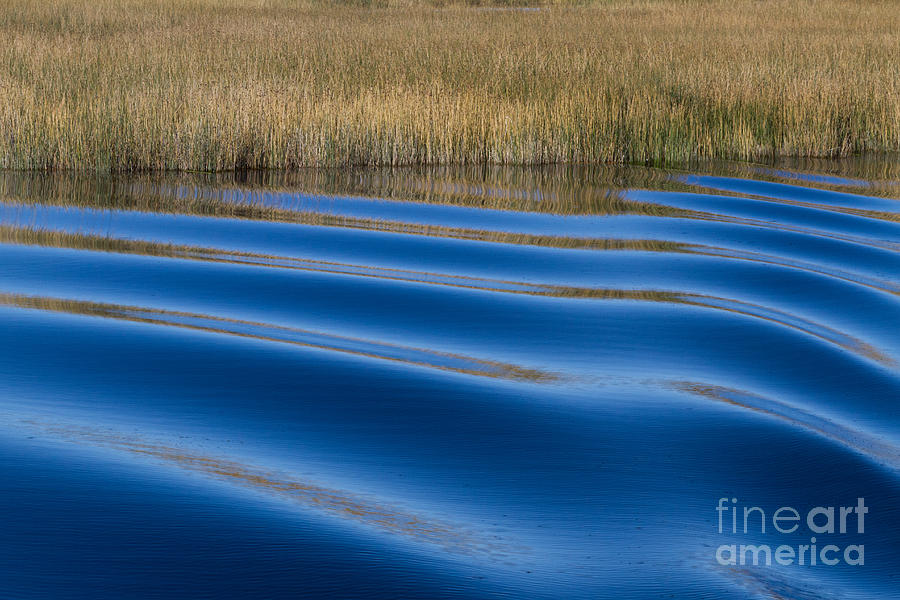 Ripples in reed beds - 2 Photograph by Dan Hartford
