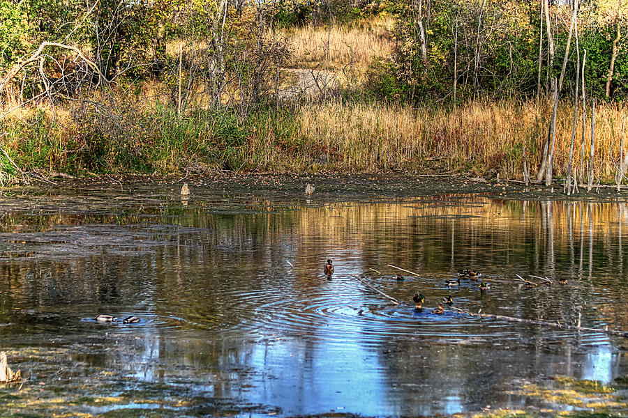 Ripples On A Pond Photograph by Richard Gregurich