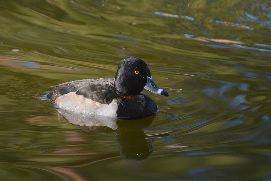 Duck Photograph - Ripples On The Pond by Fraida Gutovich