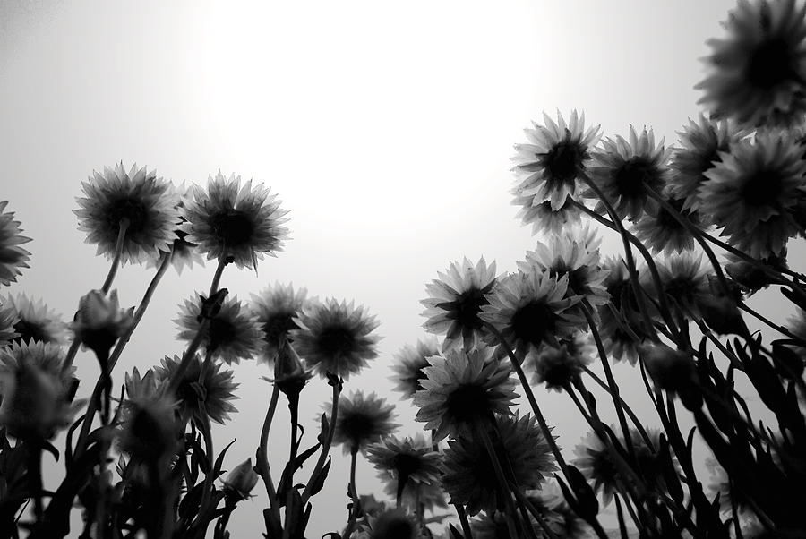 Flower Photograph - Rise up by Sumit Mehndiratta