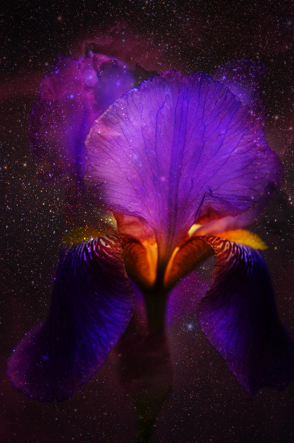 Iris Photograph - Risen from Stars. Cosmic Iris by Jenny Rainbow