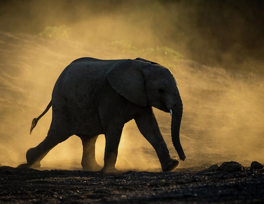Wildlife Photograph - Rising Dust by Jaco Marx