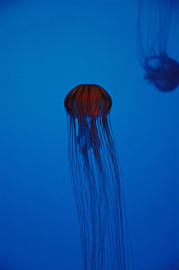 Rising Jellyfish Photograph by Bruce Gourley