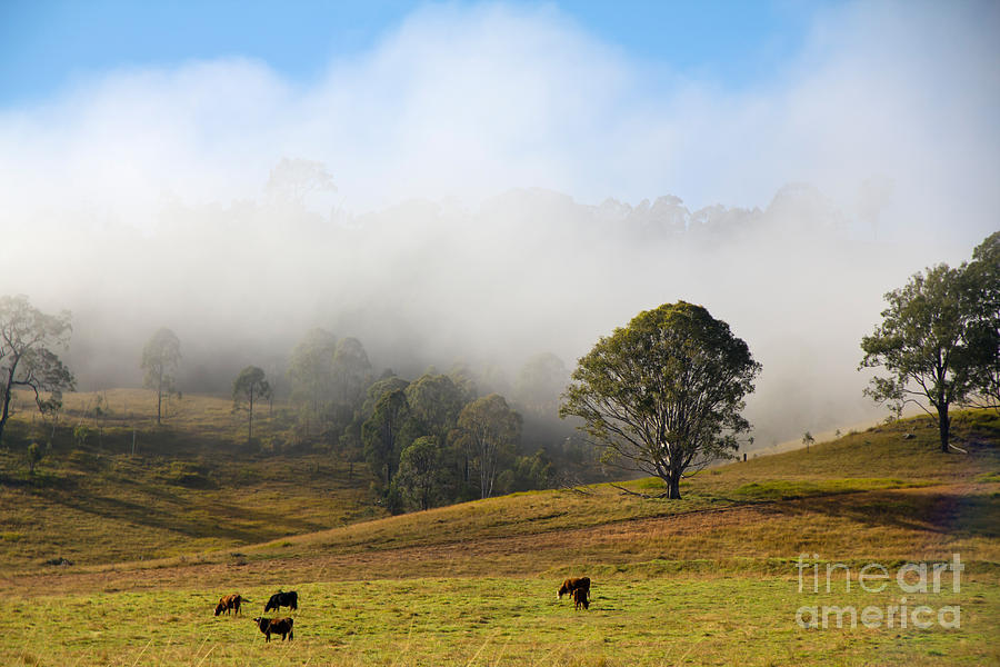 Morning Mist Photograph - Rising Mist by Carole Lloyd