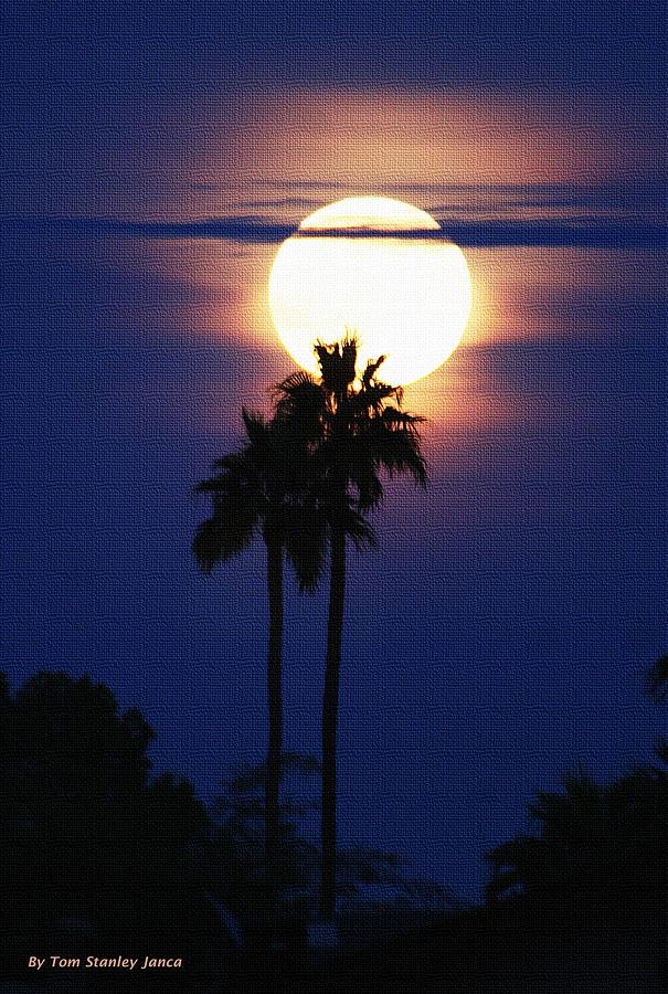 Rising Moon And Palm Trees Photograph by Tom Janca