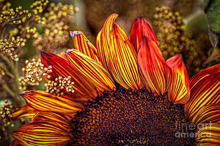 Sunflower Photograph - Rising Sun by Bob and Nancy Kendrick