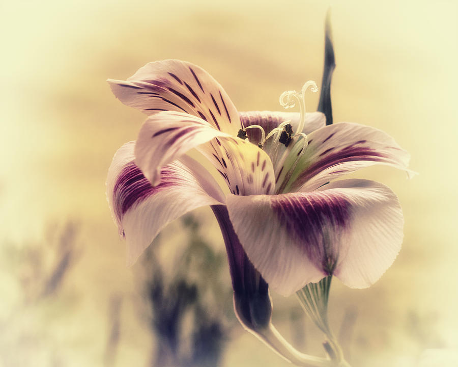 Flowers Still Life Photograph - Rising Sun by Darlene Kwiatkowski